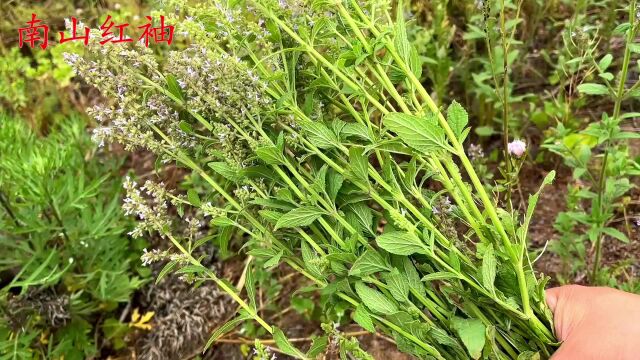 蛤蟆草又叫皱皮菜、荔枝草煮水,生活中解决了很多人的烦恼!