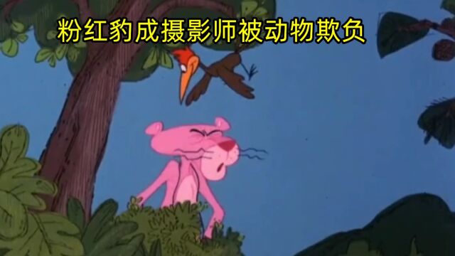 粉红豹:豹哥成了摄影师,去森林里拍照片,却惨被欺负