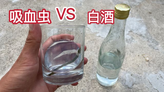 吸血虫你见过吗?把吸血虫放入63度白酒中,大家一起看看吧