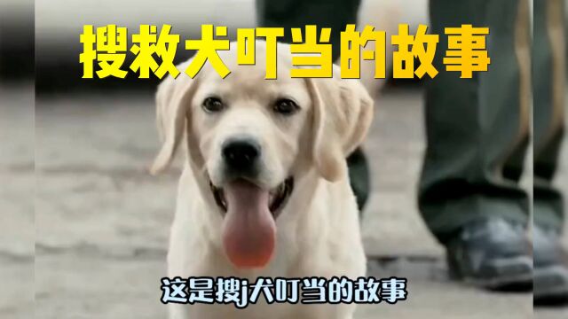 搜救犬叮当的故事