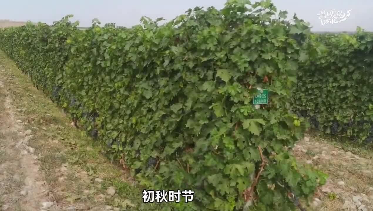 葡萄酒+文化+旅游,“酿造”宁夏紫色梦想