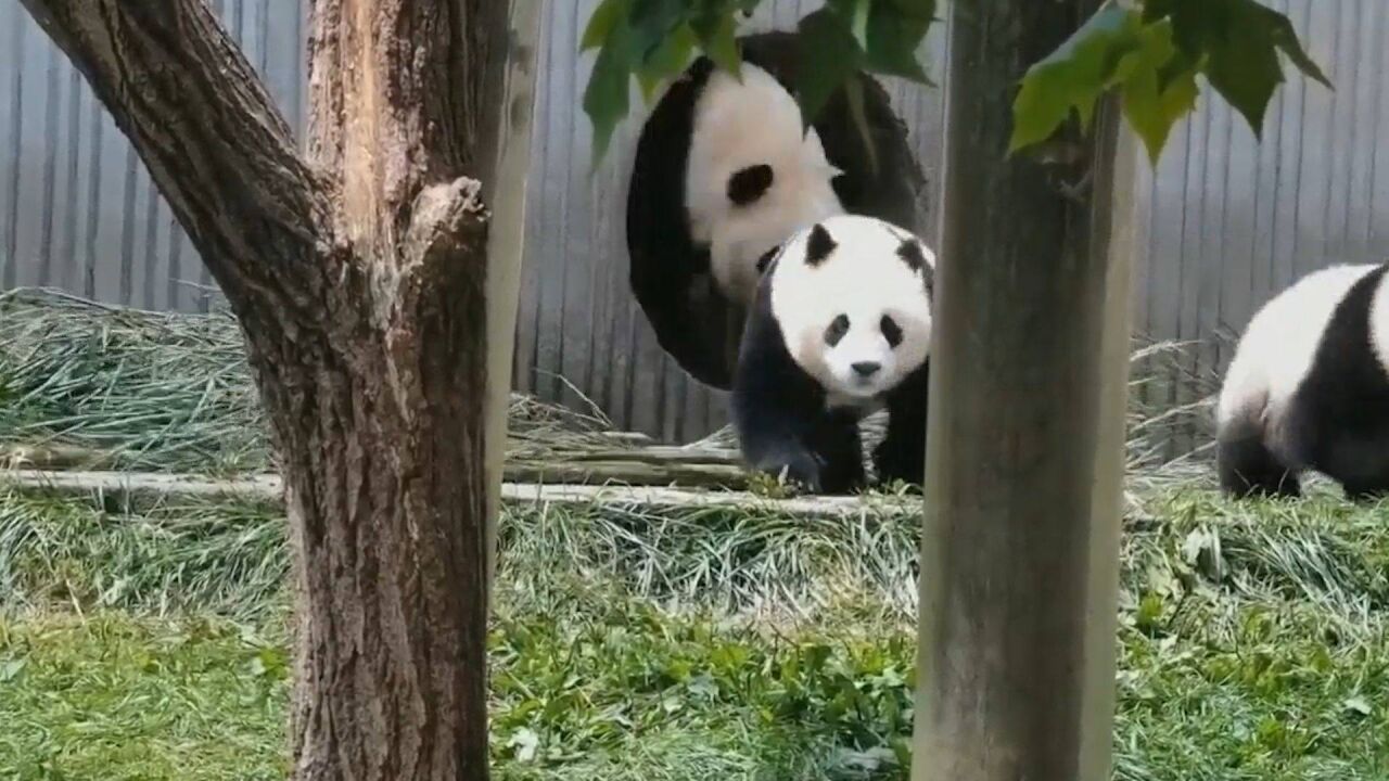 地震发生瞬间:大熊猫妈妈携幼崽跑到室外 紧护在熊猫宝宝后面