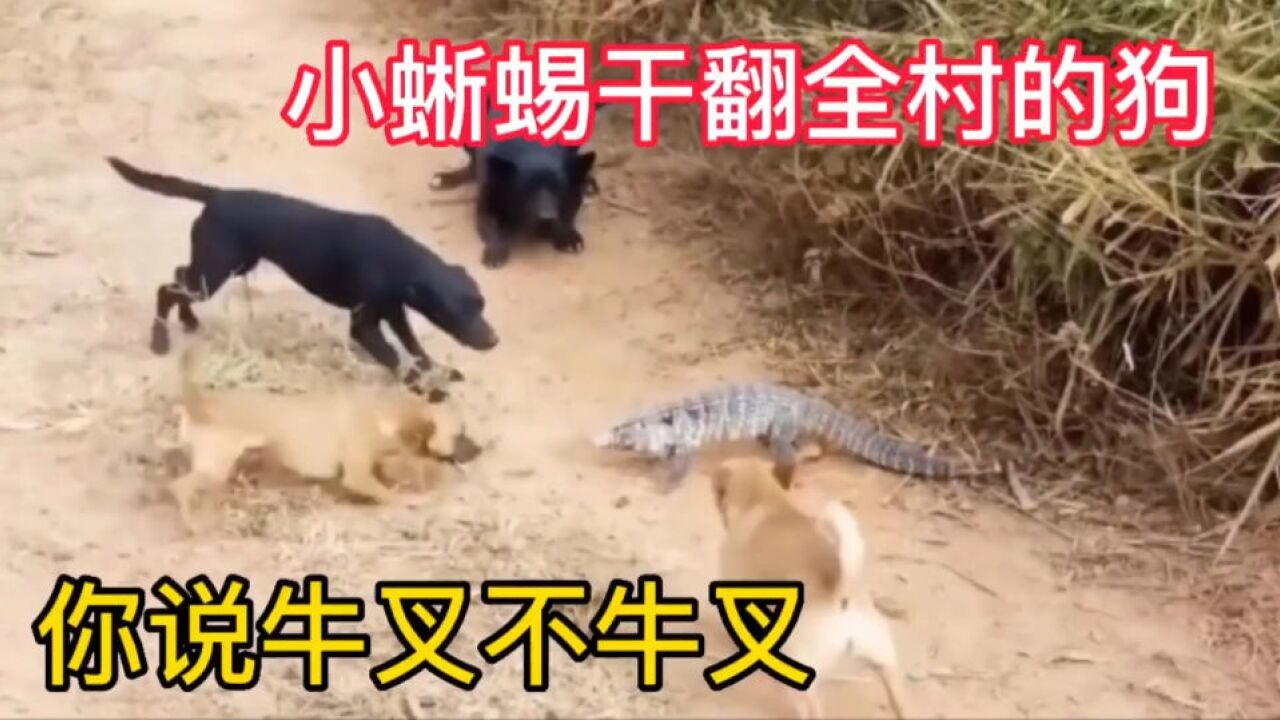 全村的狗被一只蜥蜴干翻,太牛叉了
