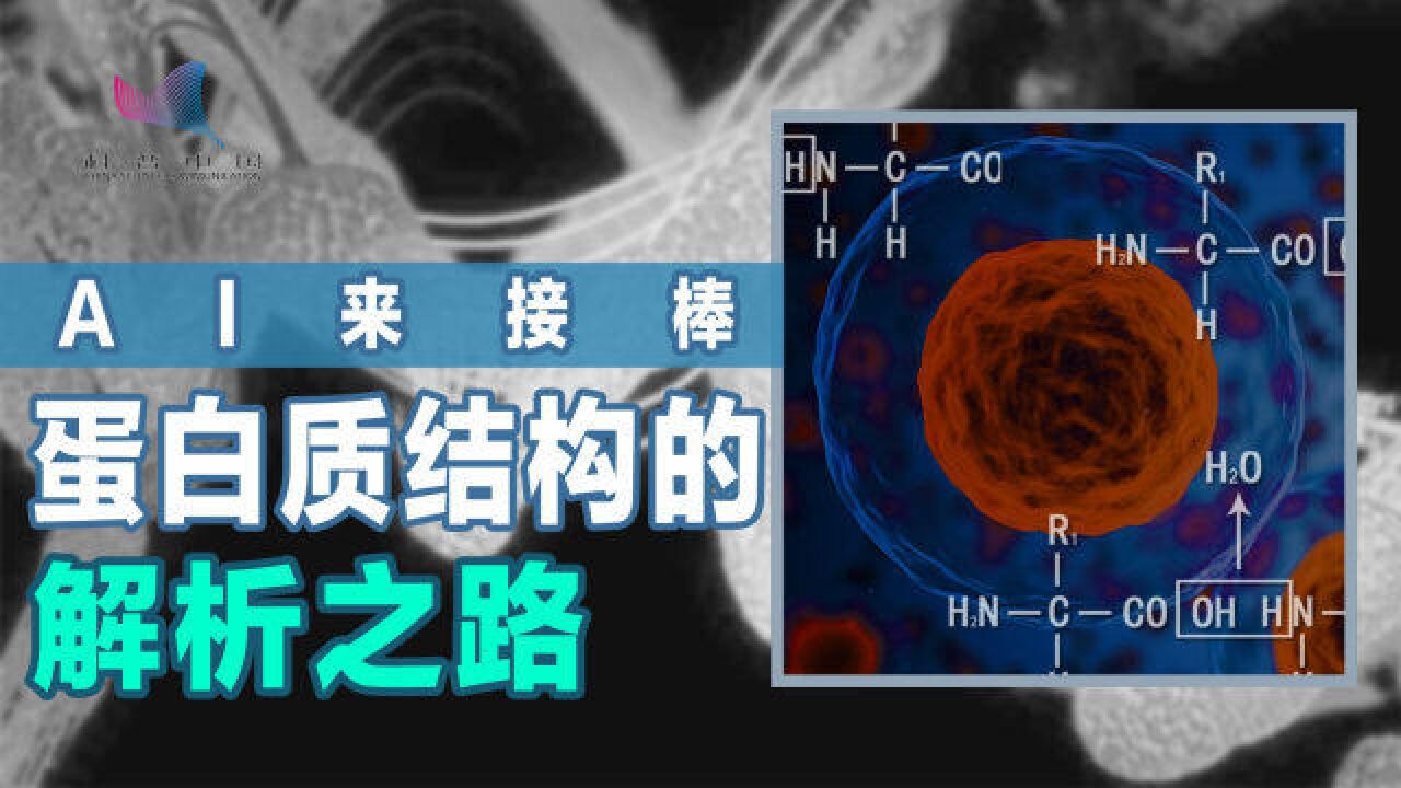 小小的氨基酸,如何组装成蛋白质?一环套一环,复杂又神奇