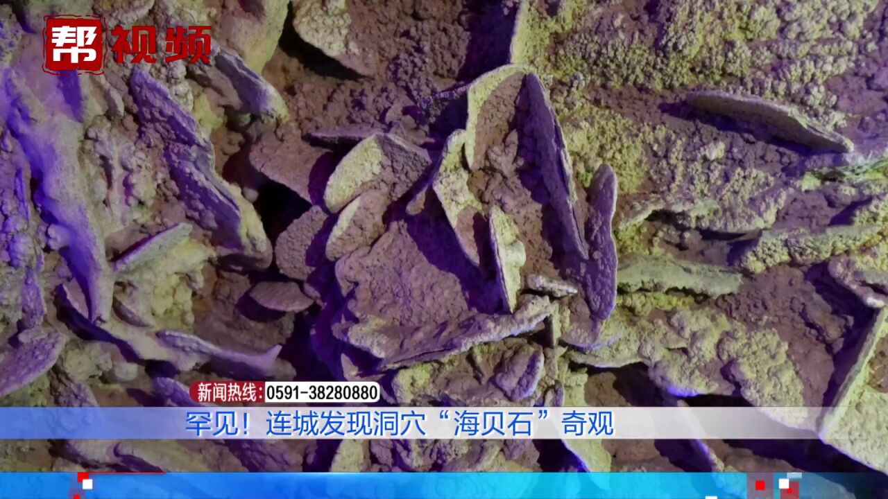 洞穴“海贝石”奇观在福建被发现,此前国内外尚未有过类似报道