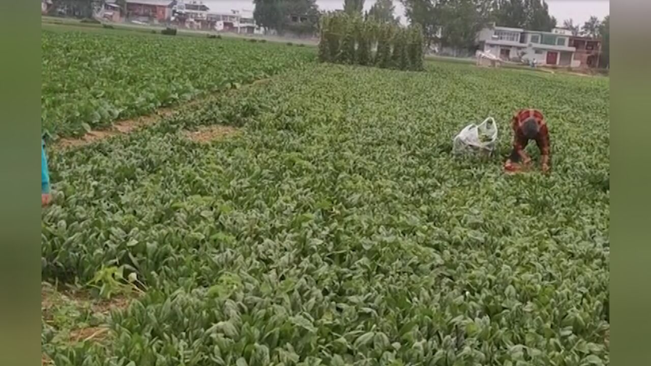 价格太低种植户菠菜免费送邻里,邻居:收购价8毛,一个人工80元