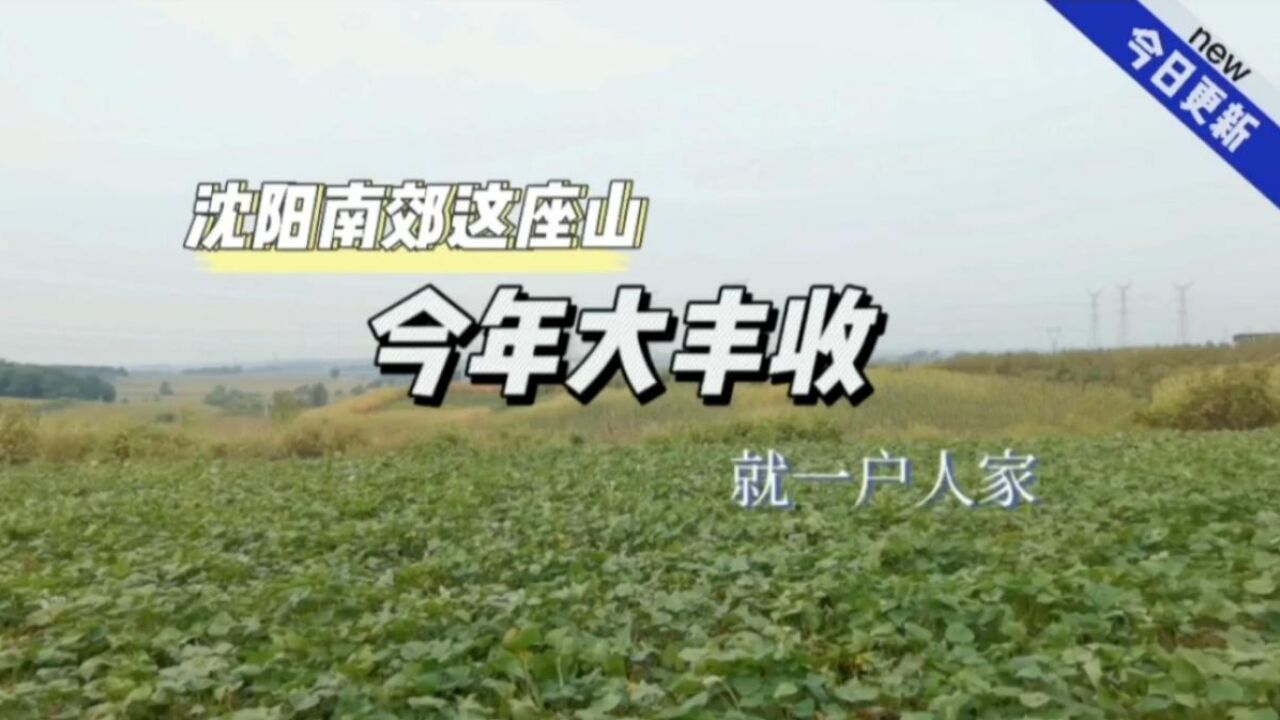 沈阳南郊这座山,今年大丰收,就一户人家