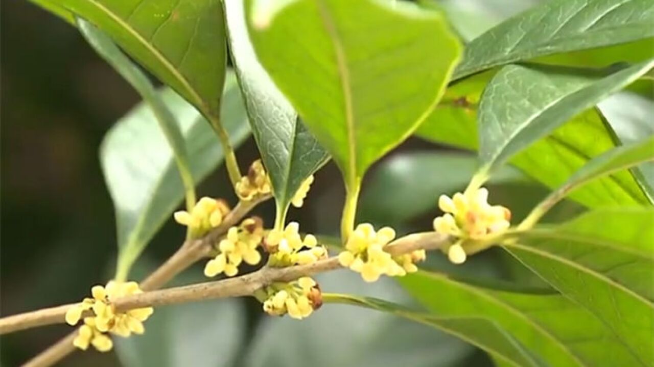 才一年就刷新＂最晚纪录＂上海桂花花期为何乱了?