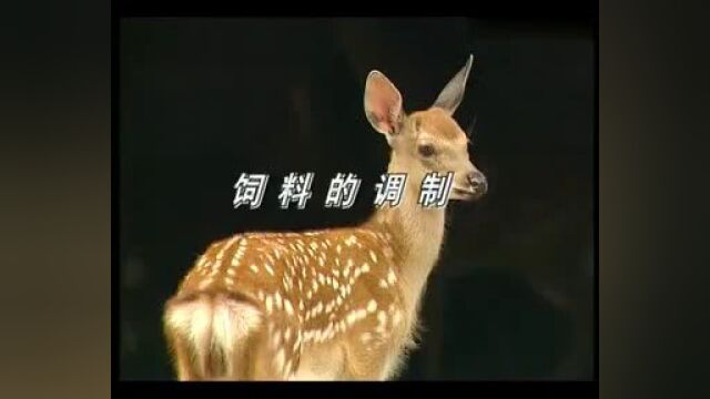 梅花鹿养殖技术(视频)