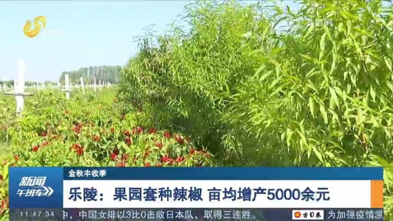 亩均增产5000余元!乐陵创新果园套种辣椒模式,拓宽农民增收渠道