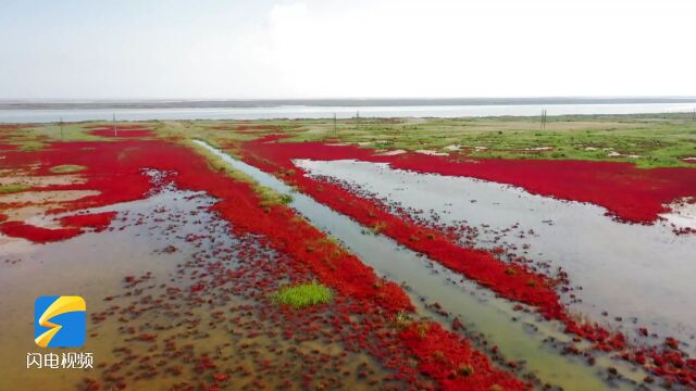 利津:黄河三角洲湿地 风光旖旎“红地毯”