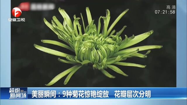 美丽瞬间!9种菊花惊艳绽放,花瓣层次分明