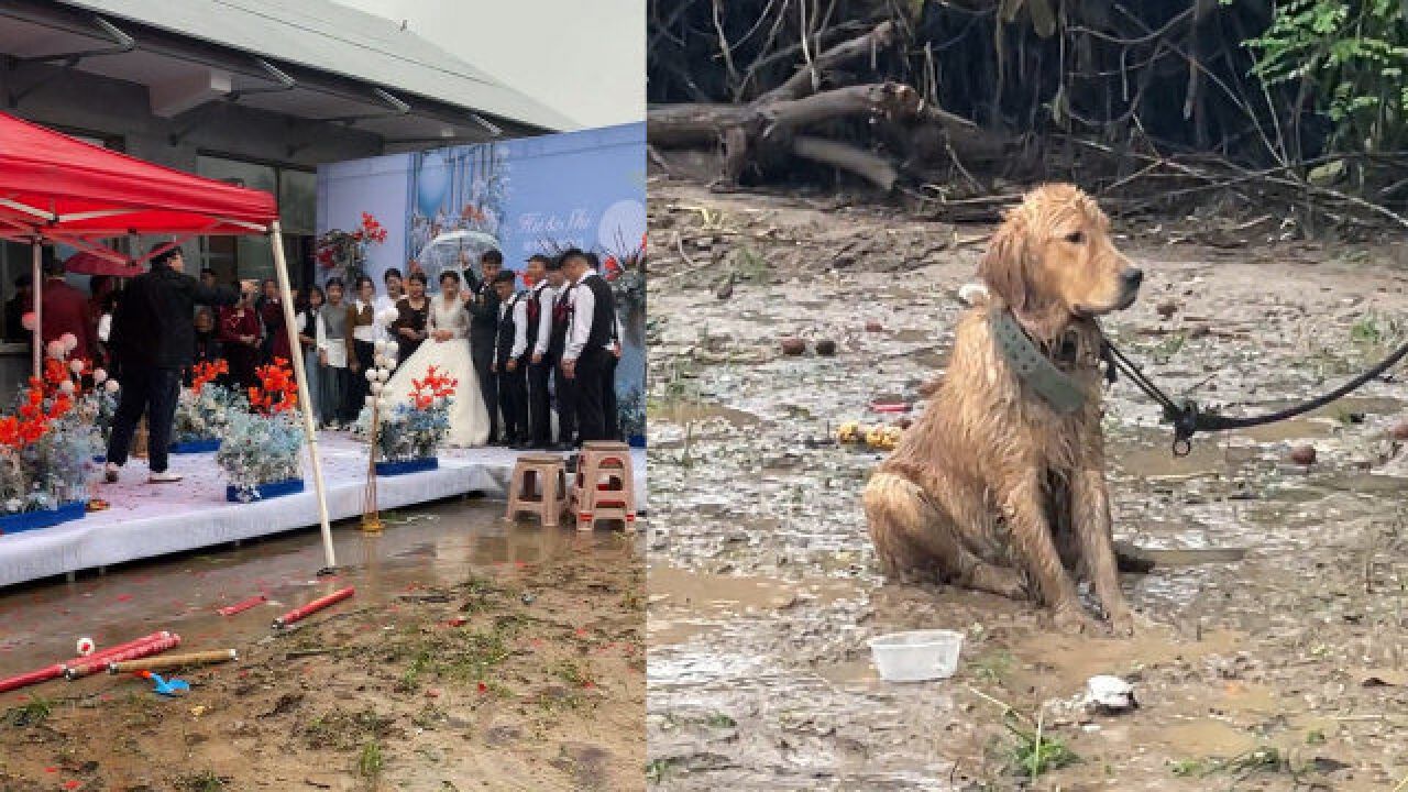 婚礼现场金毛被拴泥地,默默淋雨表情幽怨,金毛:我不是真正的快乐