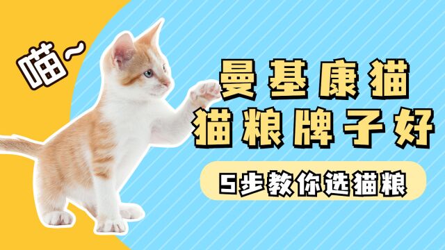 曼基康猫吃什么牌子猫粮好,怎么挑选猫粮?