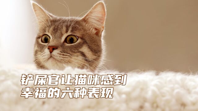 铲屎官让猫咪感到幸福的六种表现