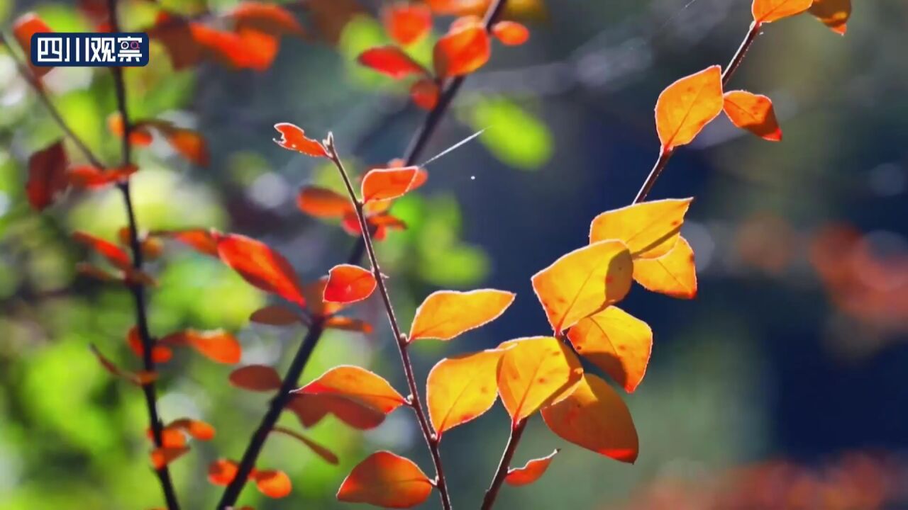 赏秋景丨九龙伍须海最美秋色已上线