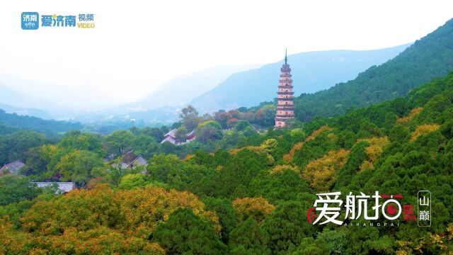 深秋的济南灵岩寺,千年银杏迎来最美时刻