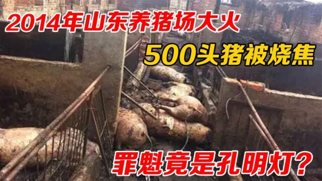 2014年山东养猪场大火,500头猪被烧焦,罪魁竟是孔明灯?