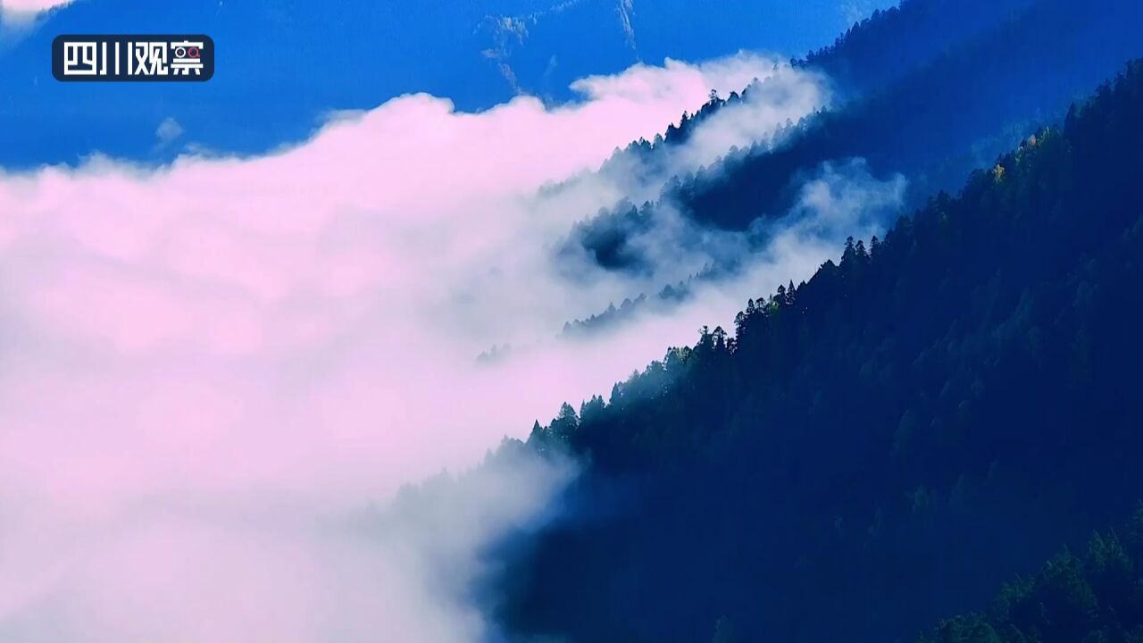 赏秋景丨金秋黄龙又一景 云海茫茫似仙境