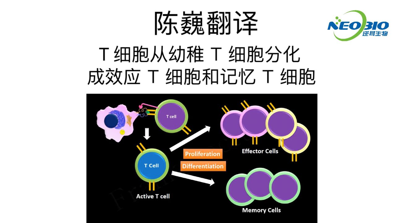 【陈巍翻译】T细胞从幼稚T细胞分化成效应T细胞和记忆T细胞