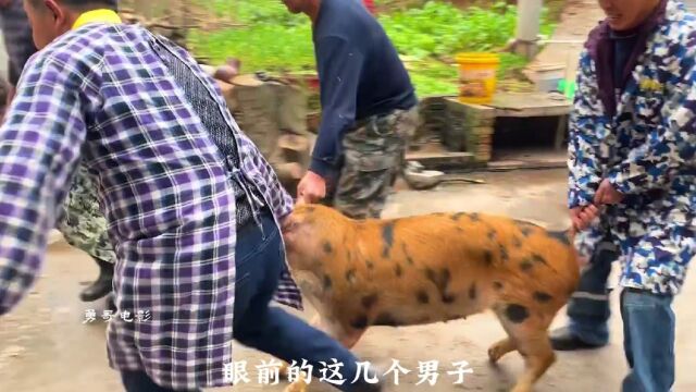 农村杀猪,场面壮观,看完你还想吃猪肉吗