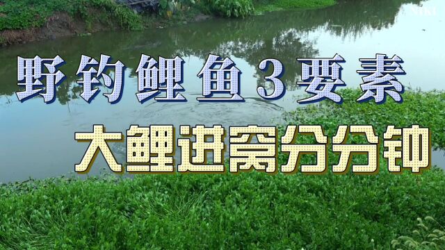 野钓鲤鱼3要素,做到位了,大鲤鱼分分钟就进窝了