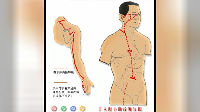 《十二经脉》动画图 08章 手太阳小肠经