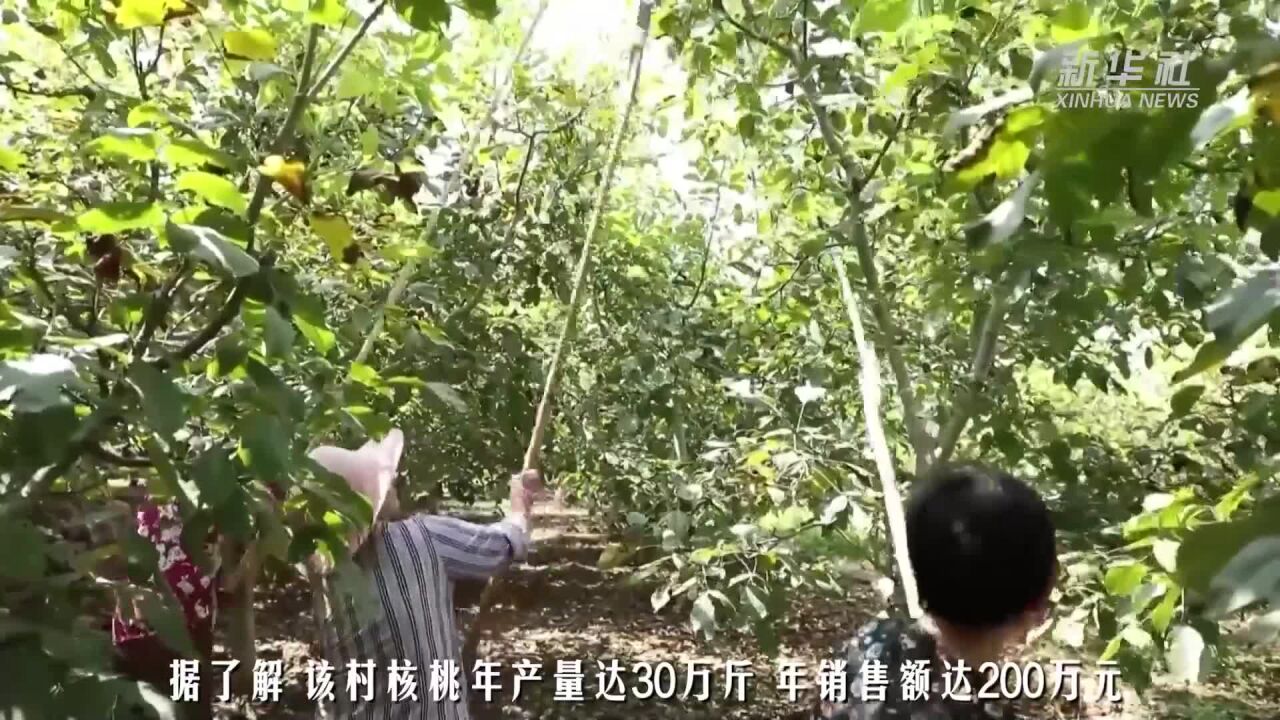 山东新泰:小核桃“种”出大效应