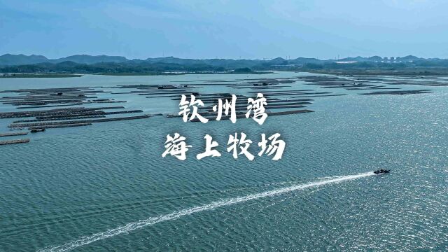 钦州湾万亩蚝排海上牧场流浪小蜗房车旅行