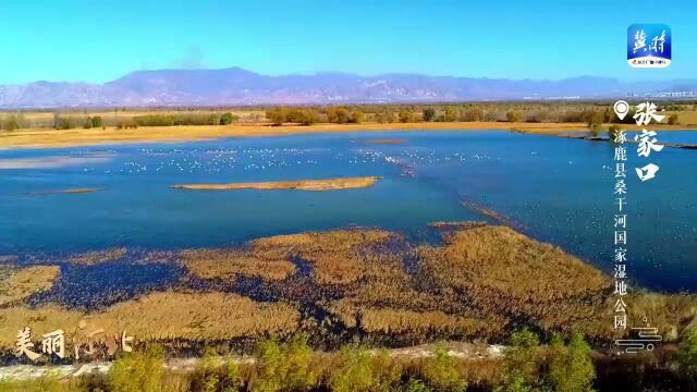 美丽河北 | 深秋之约!这里再现梦幻“天鹅湖”