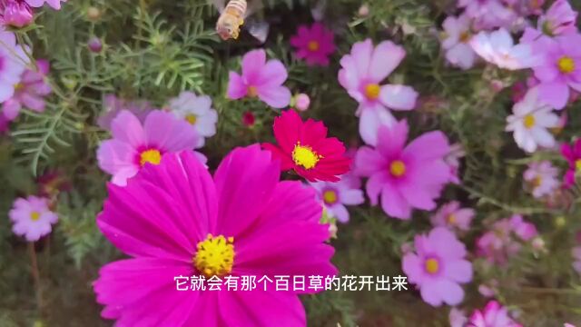 韶山“芳草园”芳草满园