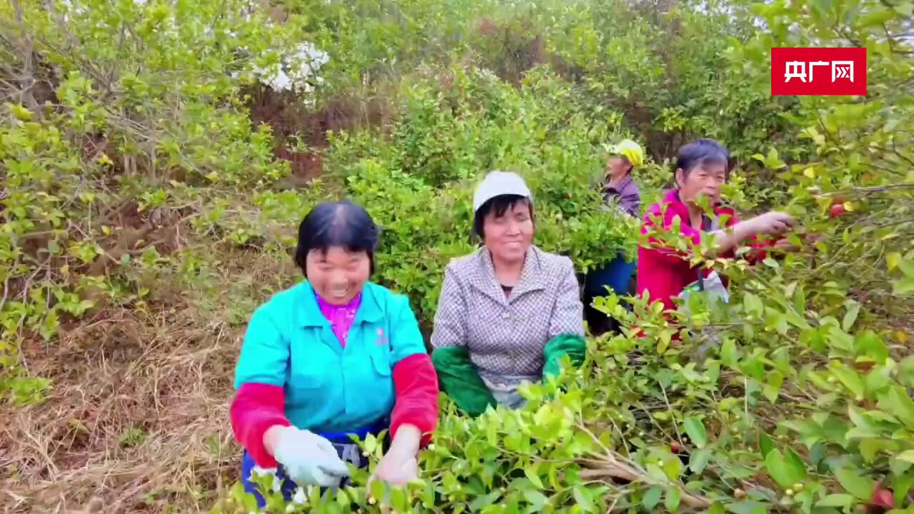 在希望的田野上|宁波宁海:千亩地600万元产值 油茶产业结出“富民果”