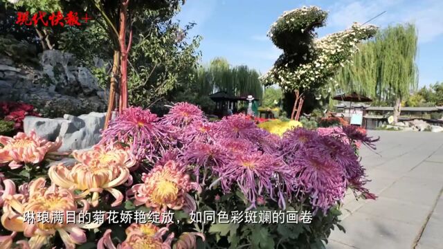 近千品种近5万盆菊花,绘出瘦西湖秋日画卷