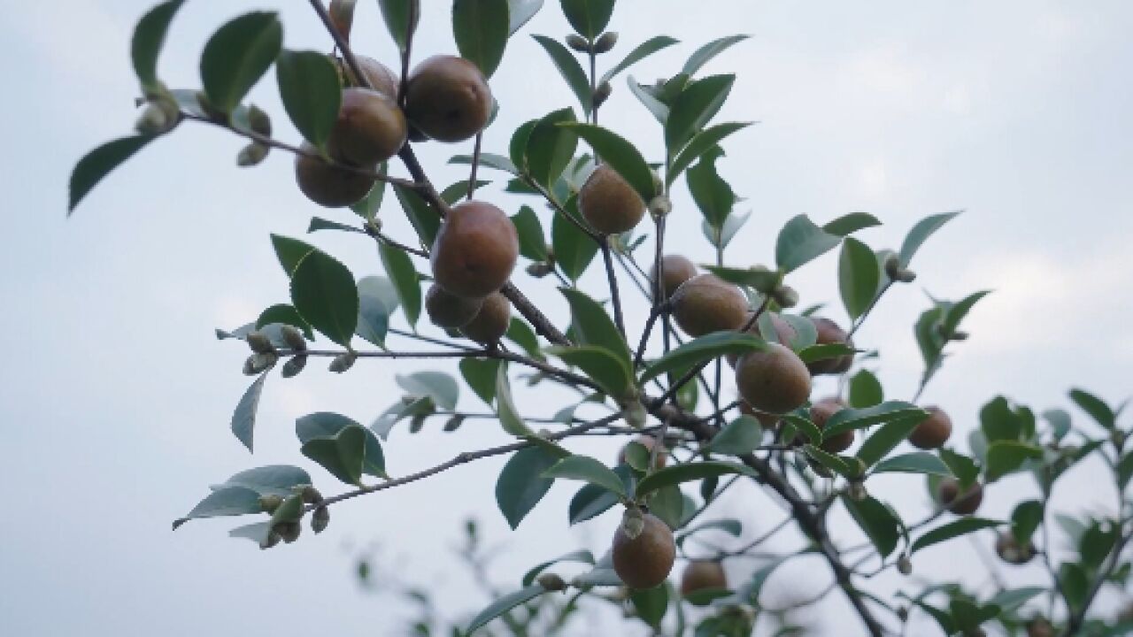 丰收季见闻丨常德鼎城:油茶果飘香 农户采收忙