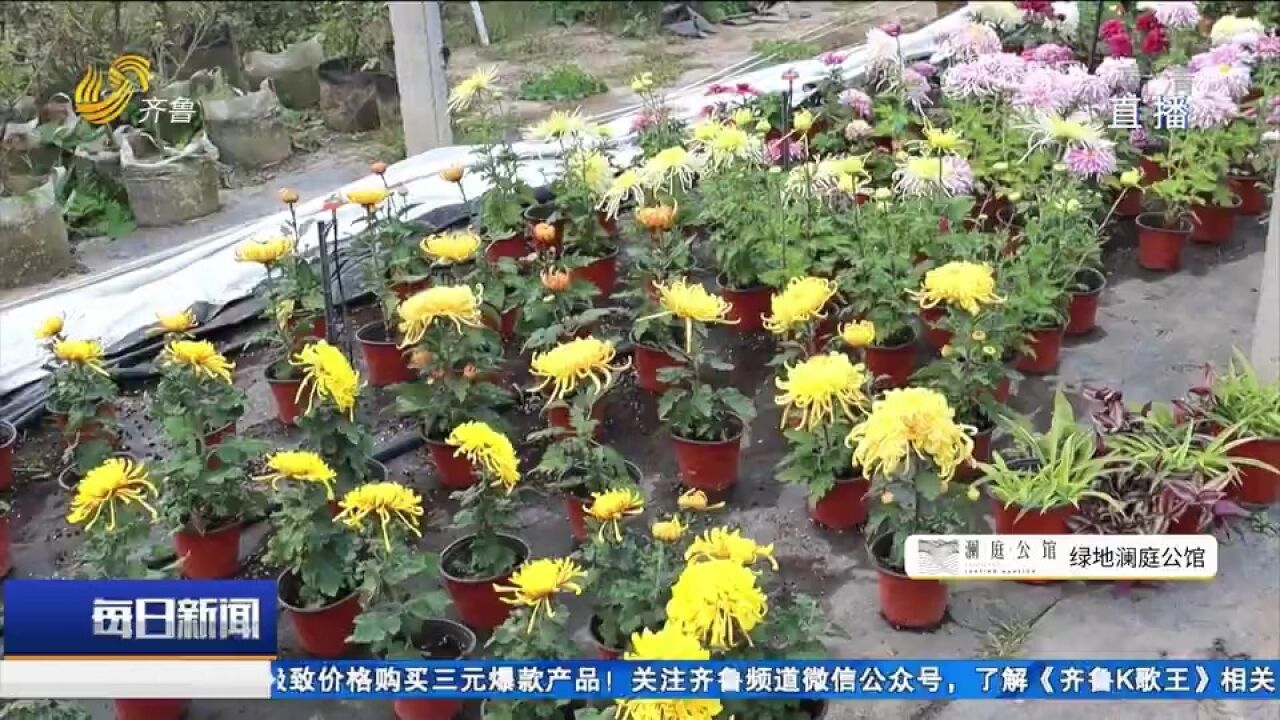 奋战“双十一”!巨野90后小伙网络直播卖菊花,日赚万元不是梦