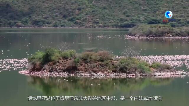 全球连线丨湿地之美ⷨ‚殺𜤺š博戈里亚湖国家保护区