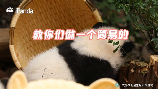 如何制作一个简易的“偷猫神器”?国宝熊猫的幽默感