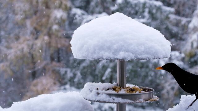 雪与鸟、雪与鸟