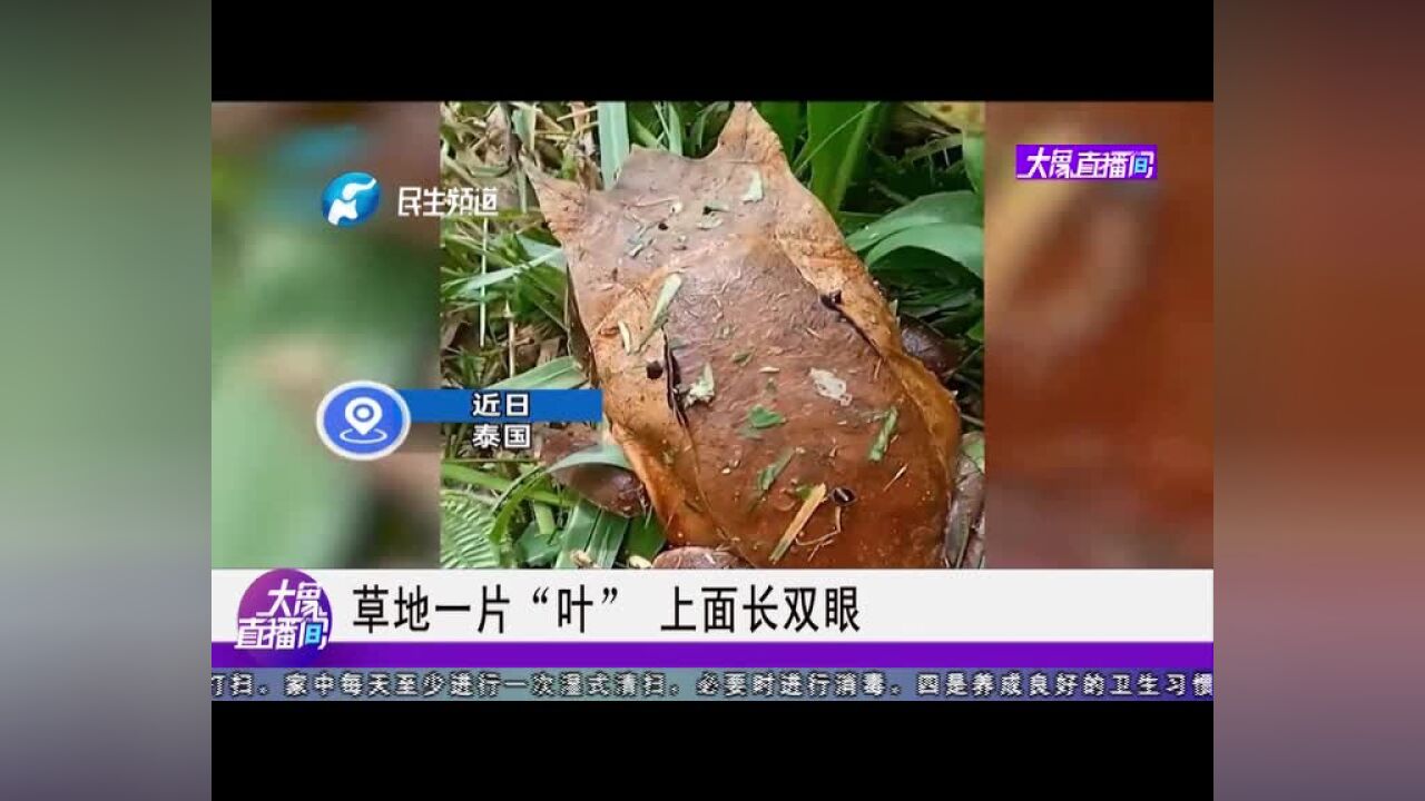 草地一片“叶” 上面长双眼