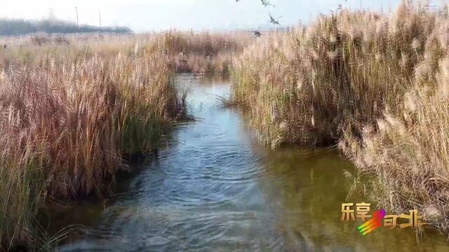 美丽河北|冬日大地添生机 石家庄赞皇槐河湿地迎众多候鸟