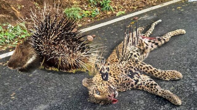 危险的猎物会破坏猎人豪猪,猫鼬,鳄鱼,野生动物攻击