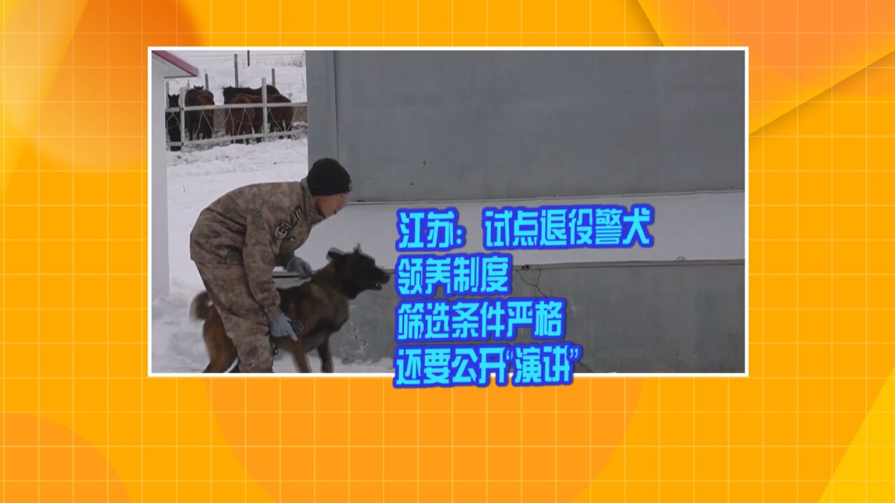 江苏:试点退役警犬领养制度筛选条件严格还要公开“演讲”