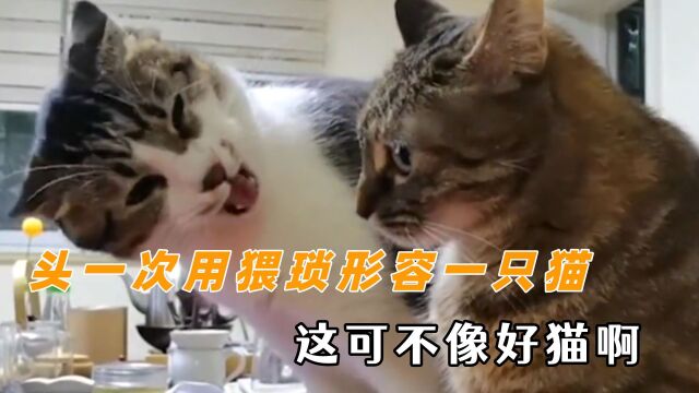 头一次把猥琐这个词用在一只猫身上 这橘猫可不像个好猫啊