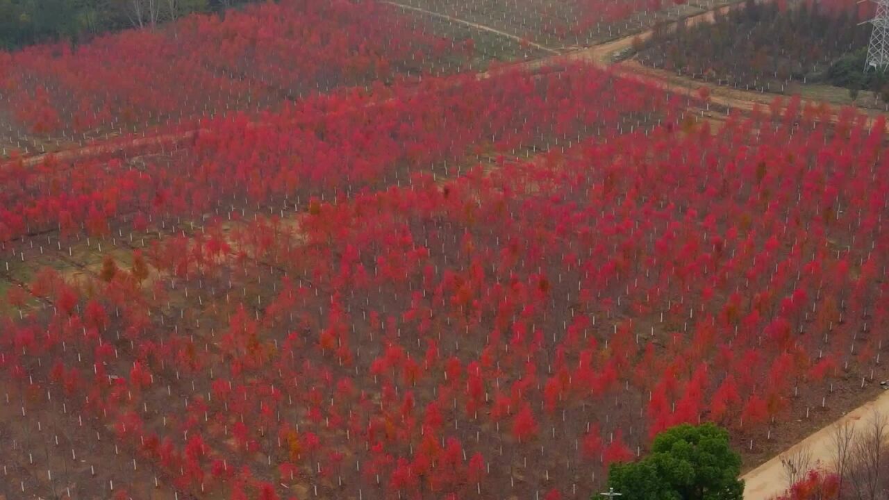 枫叶红似二月花