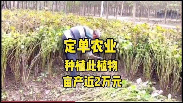 定单农业来了,种植到收成仅需45天亩收益接近2万元,看看是什么