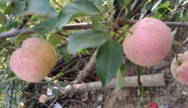 北京市延庆区八达岭镇MJ木森影视文化传媒有限公司出品