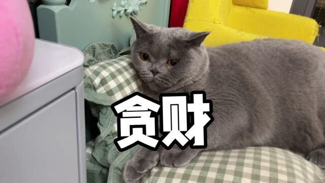 大丈夫能屈能伸,我想成为天猫超市代言喵,快来支持我吧