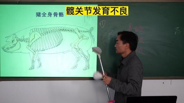 狗的髋关节发育不良,其他动物原理一样,线上收系统性学习兽医的爱好者.#动物医学 #宠物狗 #乡村守护人