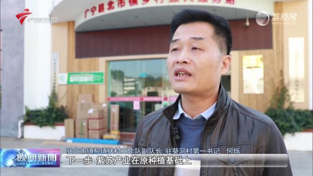 广东:特色农作物喜迎丰收 推动乡村产业升级