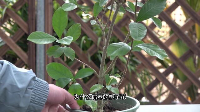 你养的栀子花总是黄叶?那是因为你没满足它的这个“尿性”